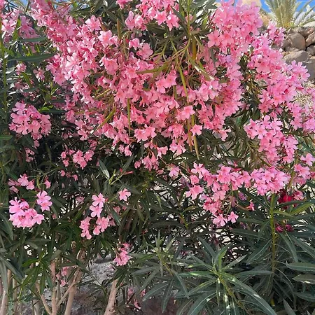 Casa Reina * Playa Jandia