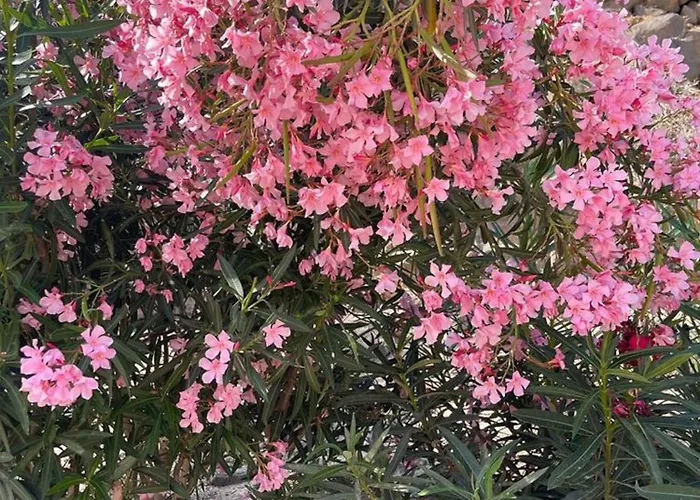 Casa Reina * Jandia (Fuerteventura)